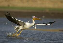 Great White Pelican