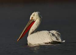 Dalmatian Pelican