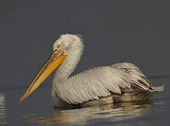 Dalmatian Pelican