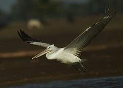 Dalmatian Pelican