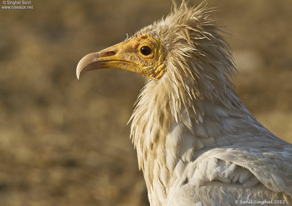 Egyptian Vultureadult, identification