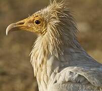 Egyptian Vulture