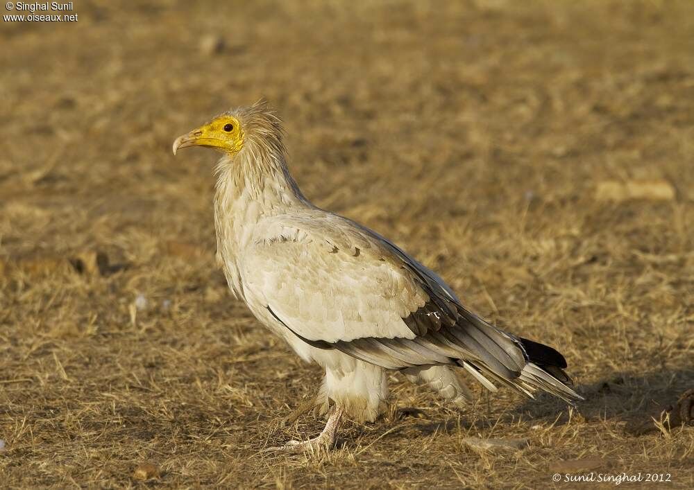 Egyptian Vultureadult, identification