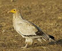 Egyptian Vulture