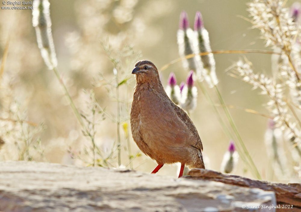 Rock Bush Quail female adult, identification