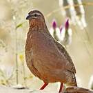 Perdicule argoondah