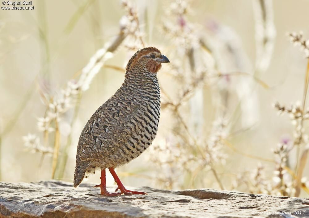 Rock Bush Quail male adult, identification