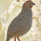 Perdicule argoondah