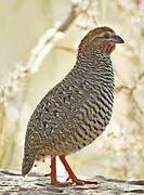 Rock Bush Quail