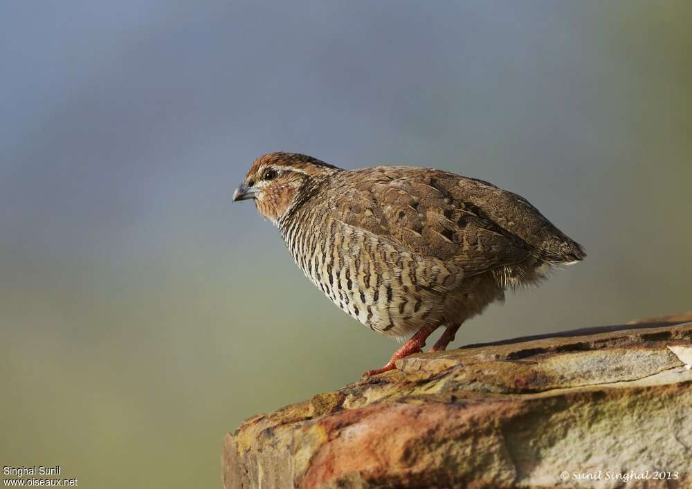 Rock Bush Quail male adult, identification