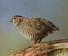 Rock Bush Quail