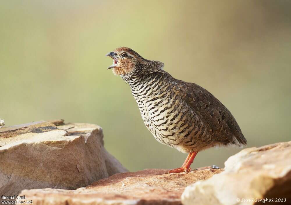 Perdicule argoondah mâle adulte, chant, Comportement