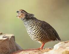 Rock Bush Quail