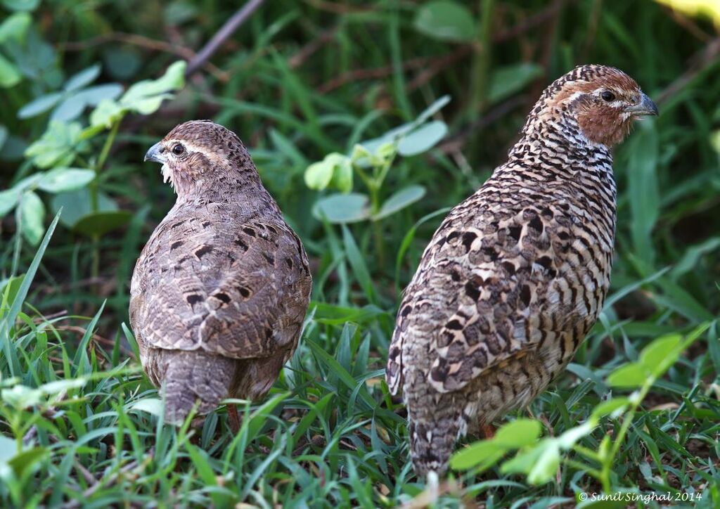 Rock Bush Quail , identification