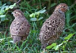 Rock Bush Quail