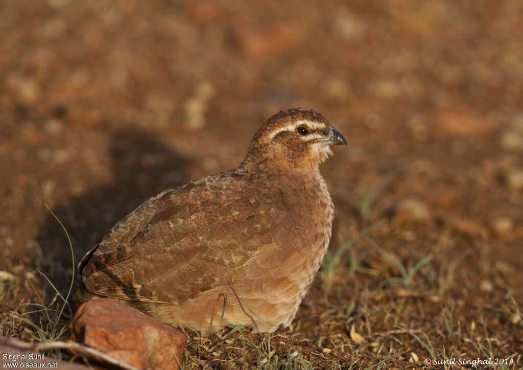 Rock Bush Quail female adult, identification