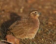 Rock Bush Quail