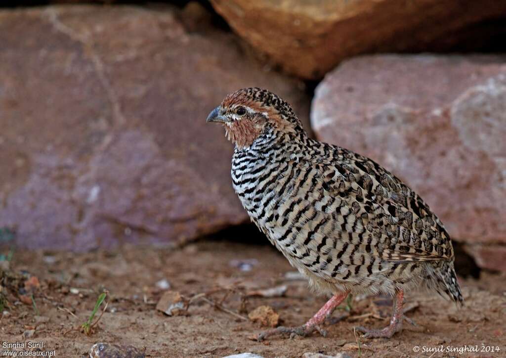 Perdicule argoondah mâle adulte