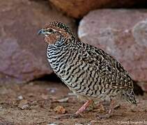 Rock Bush Quail