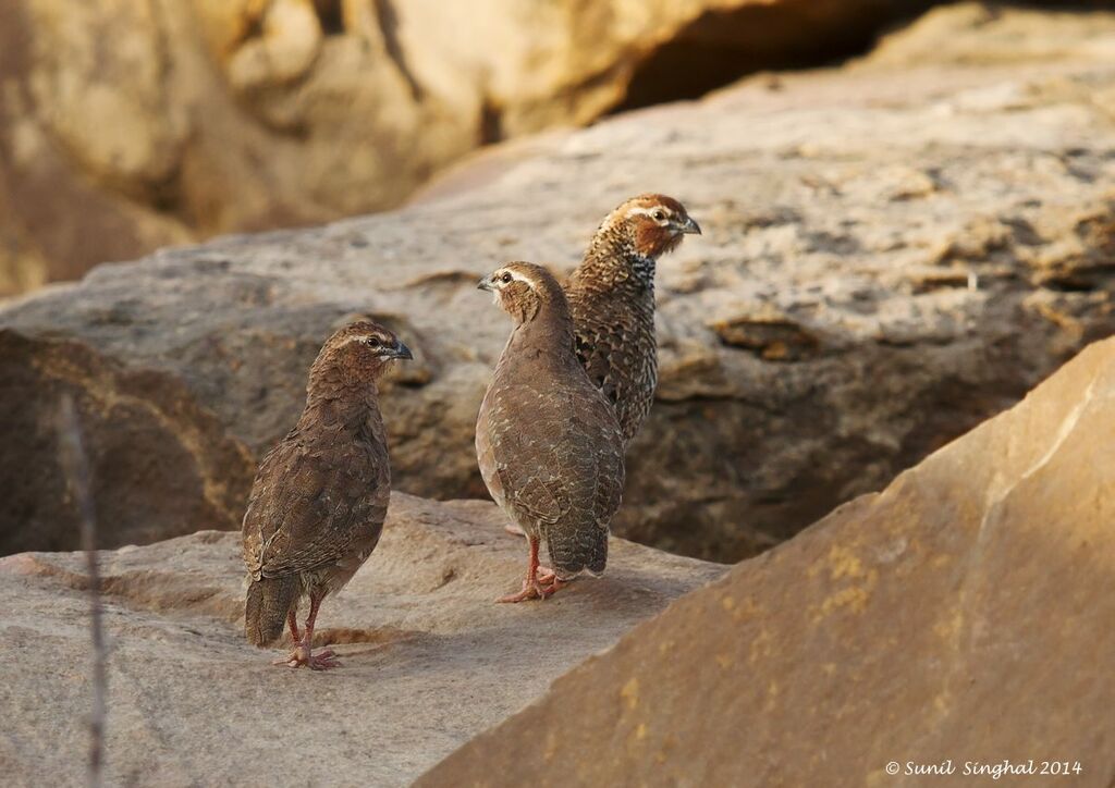 Rock Bush Quailadult, identification