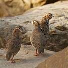 Perdicule argoondah