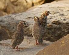 Rock Bush Quail