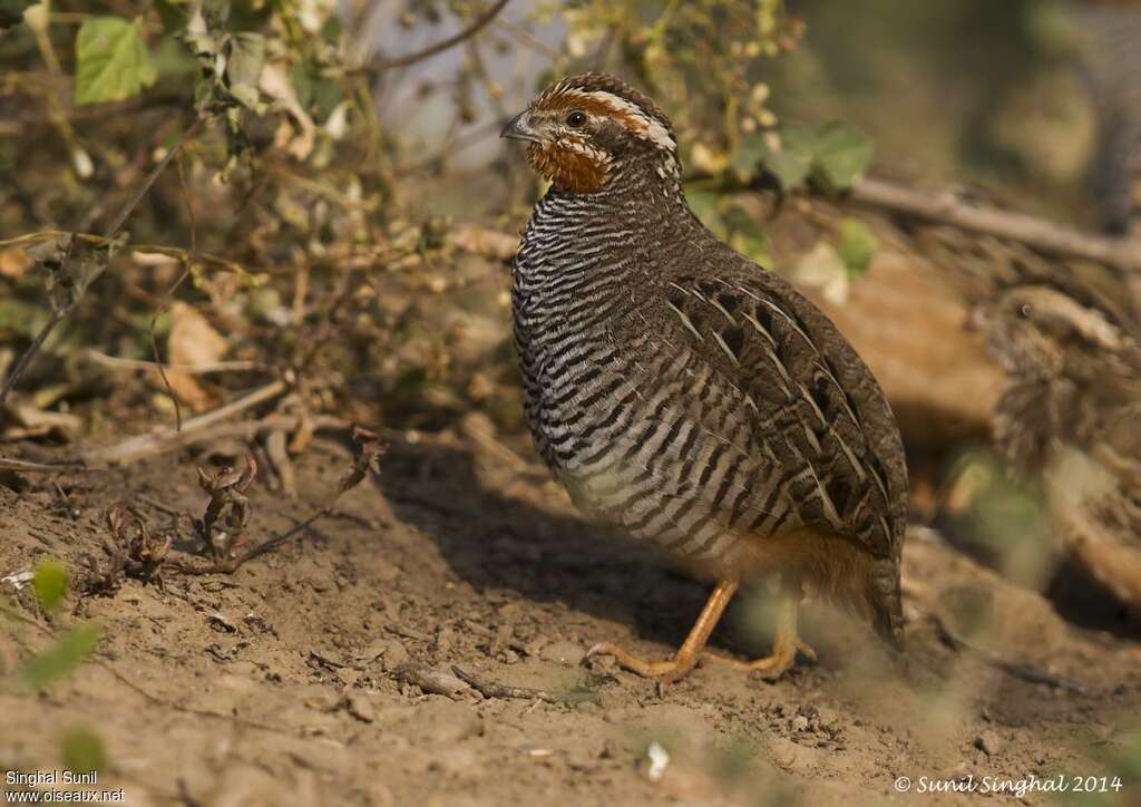 Jungle Bush Quail male adult, identification