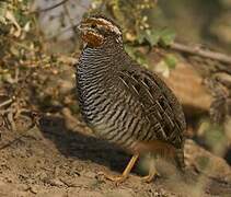 Jungle Bush Quail