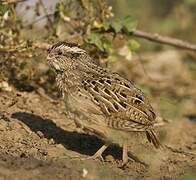 Jungle Bush Quail