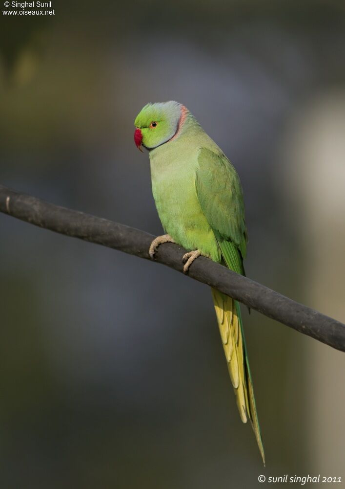 Perruche à collier mâle adulte, identification