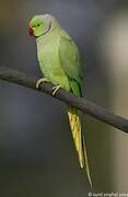 Rose-ringed Parakeet