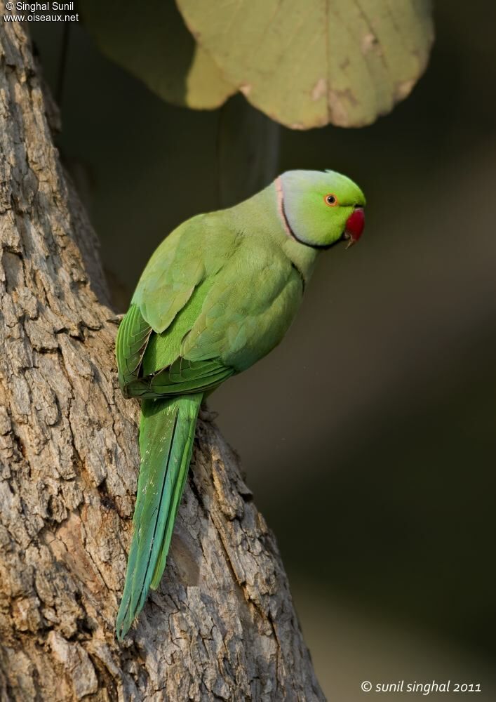 Perruche à collier mâle adulte, identification