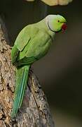 Rose-ringed Parakeet