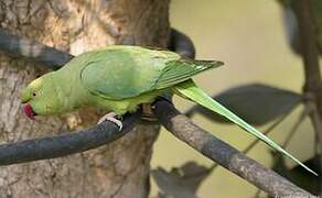 Rose-ringed Parakeet