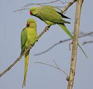 Rose-ringed Parakeet