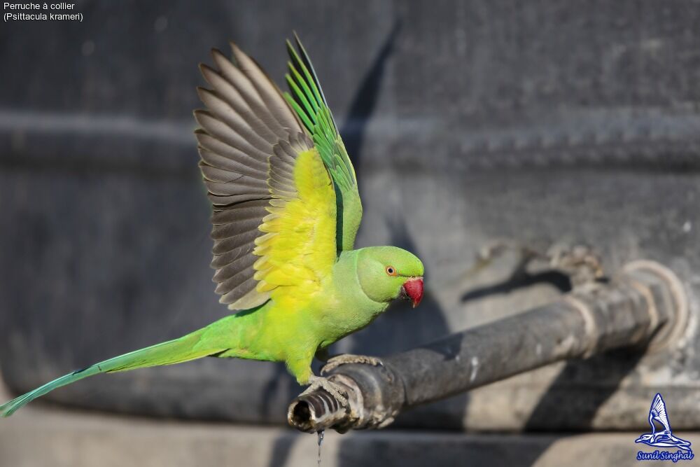 Rose-ringed Parakeet, close-up portrait, drinks