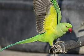 Rose-ringed Parakeet