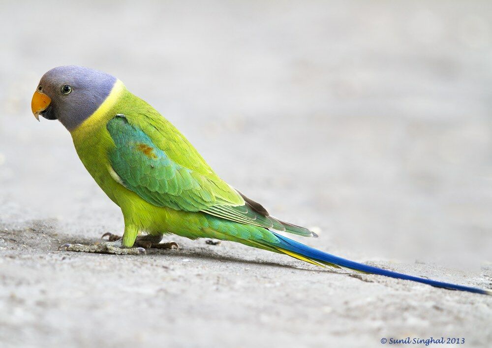 Plum-headed Parakeet