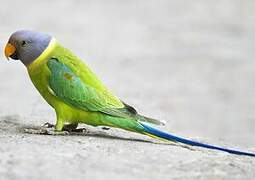 Plum-headed Parakeet