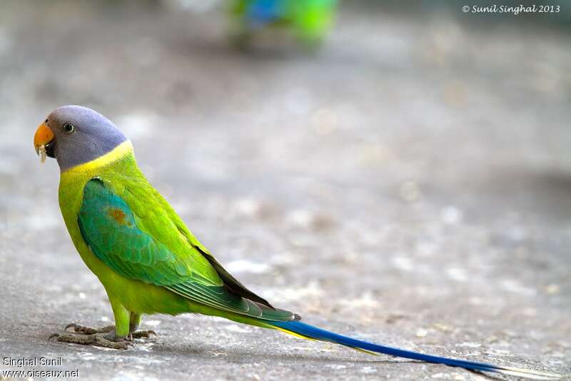 Plum-headed Parakeet female adult, identification