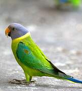 Plum-headed Parakeet