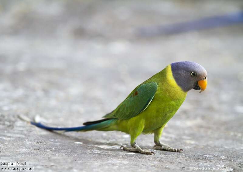 Plum-headed Parakeet female adult, Behaviour