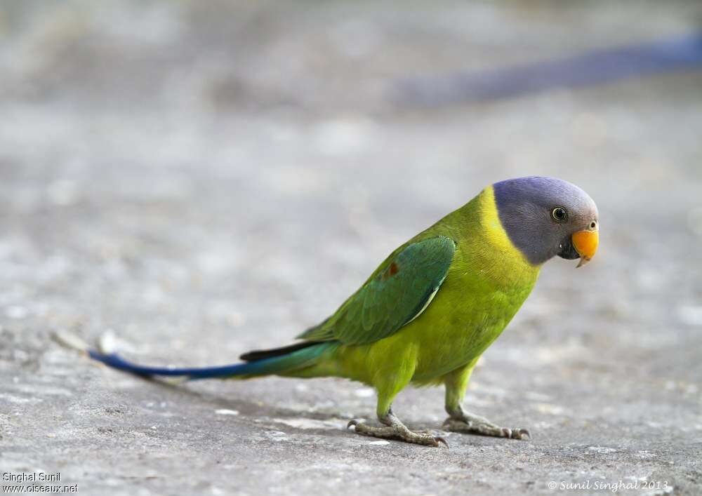 Plum-headed Parakeet female adult, Behaviour