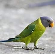 Plum-headed Parakeet