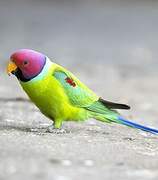 Plum-headed Parakeet