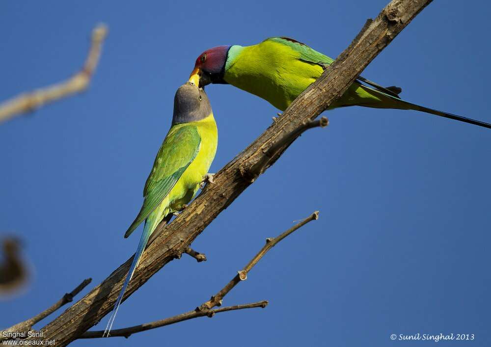 Plum-headed Parakeetadult, Reproduction-nesting