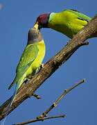 Plum-headed Parakeet