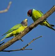 Plum-headed Parakeet