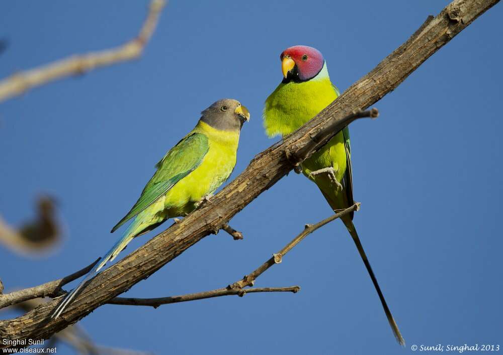 Plum-headed Parakeetadult, Reproduction-nesting