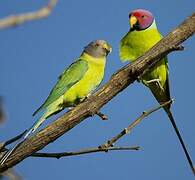 Plum-headed Parakeet